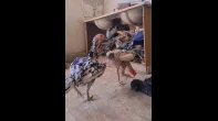 جوز دجاج كوبرا